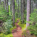 Daicey Pond Nature Trail