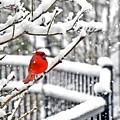 Favorite shade of red